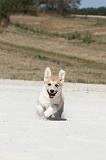 CORGI PEMBROKE 206